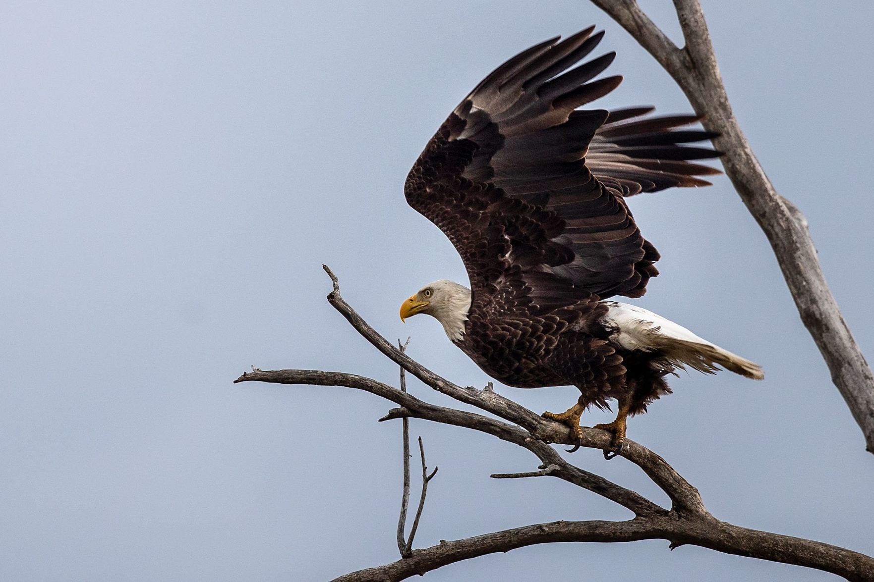 Eagle